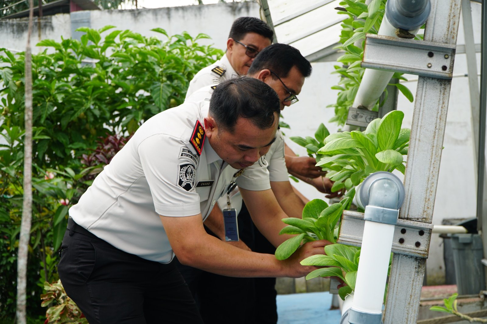 Perkuat Ketahanan Pangan, Rutan Dumai Kembali Panen Sayur Pakcoy dan Kangkung