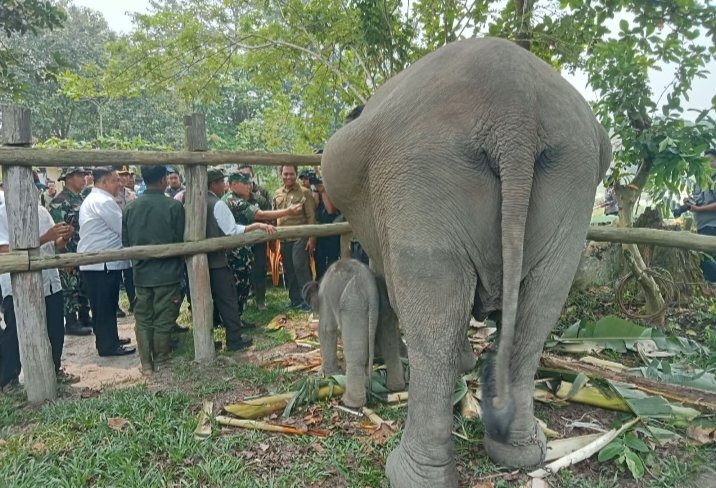 Pangdam XIX/TT Dampingi Menteri Kehutanan Tinjau Camp Elephant Flying Squad
