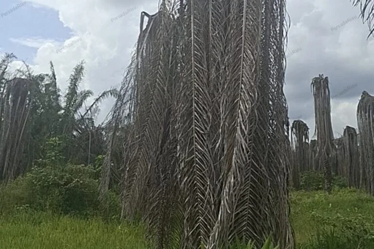 Kasus Lingkungan Mengemuka, ALUN Riau Desak Penindakan Konsisten PT Musim Mas