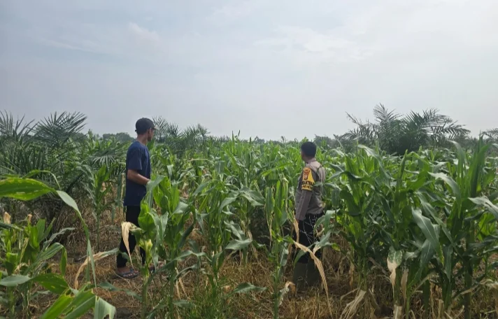 Bhabinkamtibmas Polsek bangko dan Petani Bersinergi Pantau Perkembangan Jagung di Pekaitan