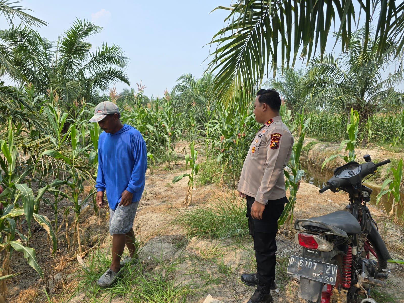 Dukung Ketahanan Pangan, Kapolsek Bangko Tinjau Langsung Pertumbuhan Jagung di Pekaitan