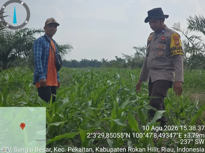 Semangat Swasembada Pangan Mengakar di Pekaitan, Polisi dan Petani Turun Langsung ke Lahan