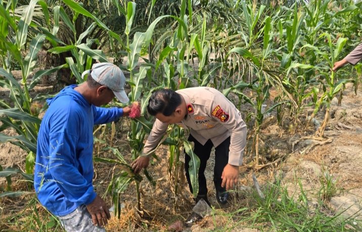 Dukung Ketahanan Pangan, Kapolsek Bangko Tinjau Langsung Pertumbuhan Jagung di Pekaitan