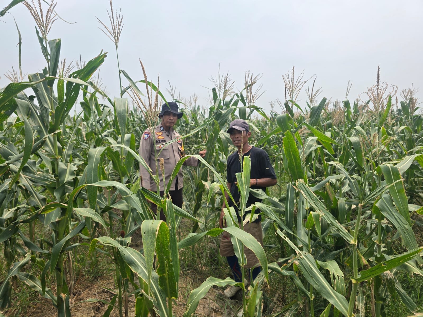 Bhabinkamtibmas Pantau Lahan Jagung di Pekaitan, Pertumbuhan Tanaman Dinilai Positif