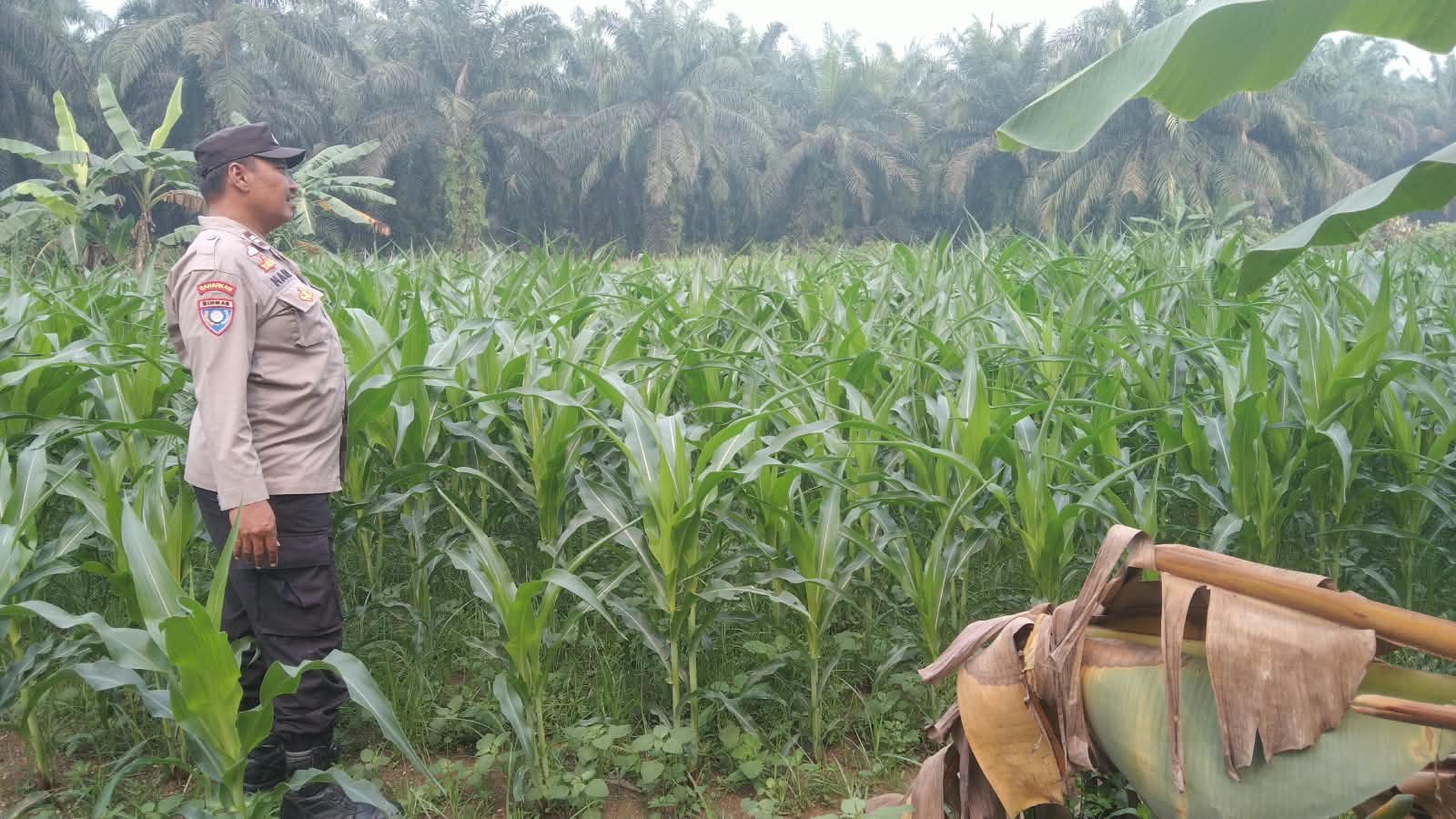 Dukung Ketahanan Pangan, Polsek Ujung Batu Pantau Pertumbuhan Jagung di Desa Sukadamai