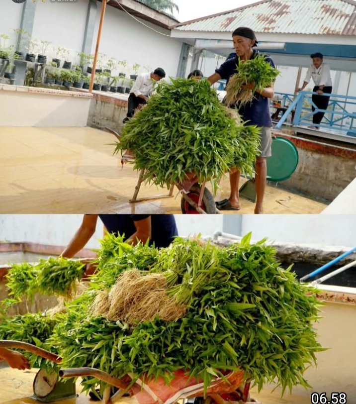 Perkuat Ketahanan Pangan, Rutan Dumai Kembali Panen Sayur Kangkung