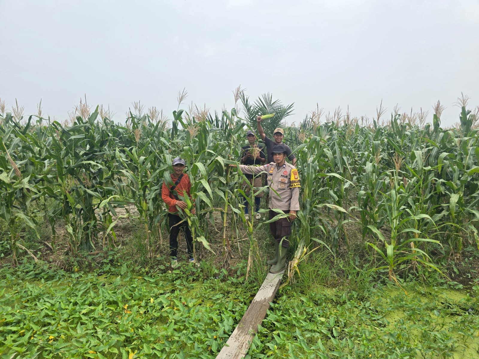 Ketahanan Pangan Terus Bergerak, Bhabinkamtibmas Cek Langsung Kondisi Lahan Jagung