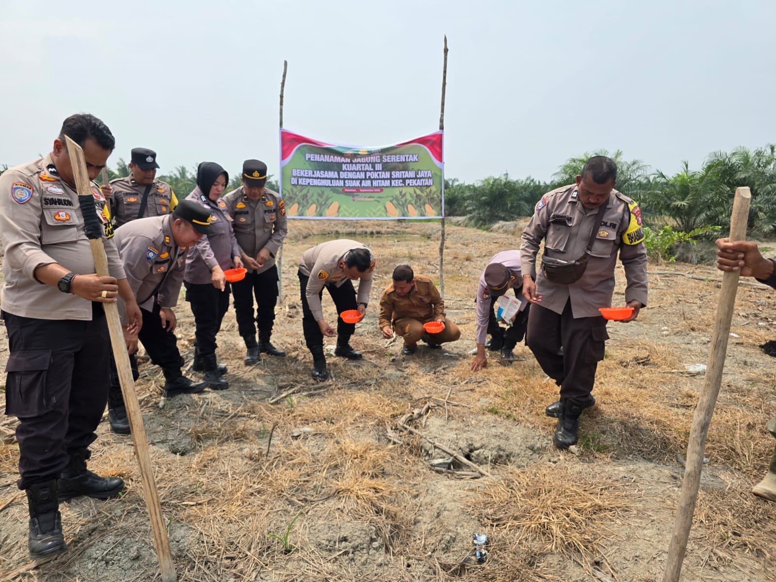 Perkuat Swasembada Pangan, Polsek Bangko Bersama Petani Gelar Penanaman Jagung Serentak Kuartal III di Pekaitan