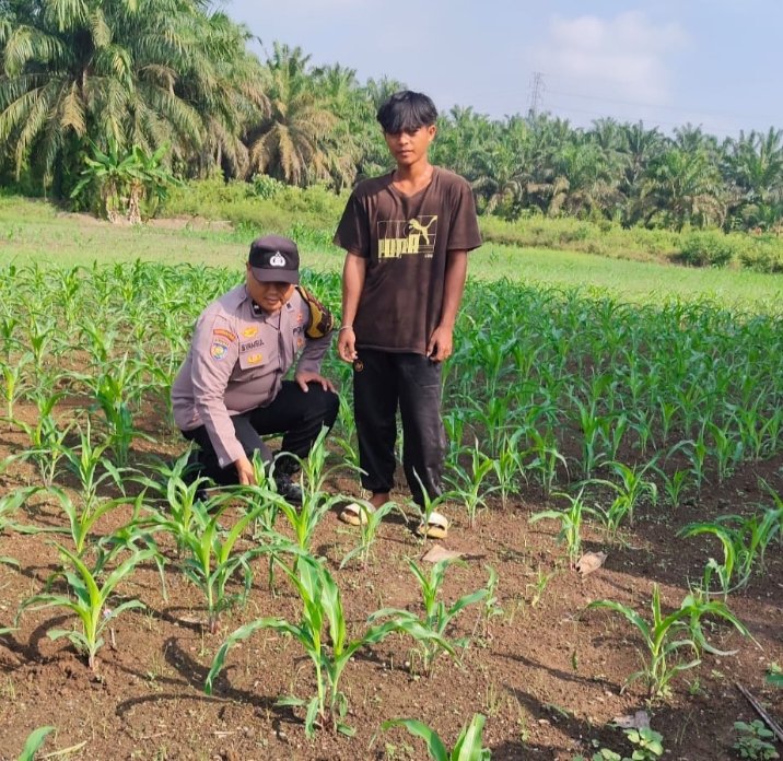 Kapolsek Ujung Batu Tinjau Pertumbuhan Jagung di Sukadamai