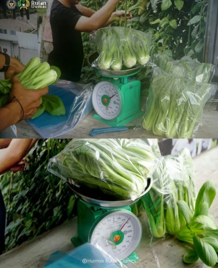 Hasilkan Pangan Berkelanjutan, Rutan Dumai Kembali Panen Sayur Pakcoy