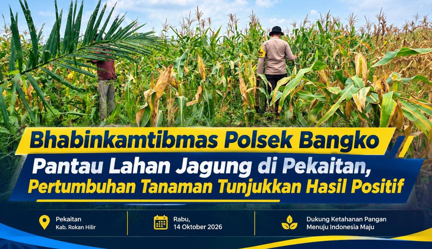 Bhabinkamtibmas Polsek Bangko Pantau Lahan Jagung di Pekaitan, Pertumbuhan Tanaman Tunjukkan Hasil Positif