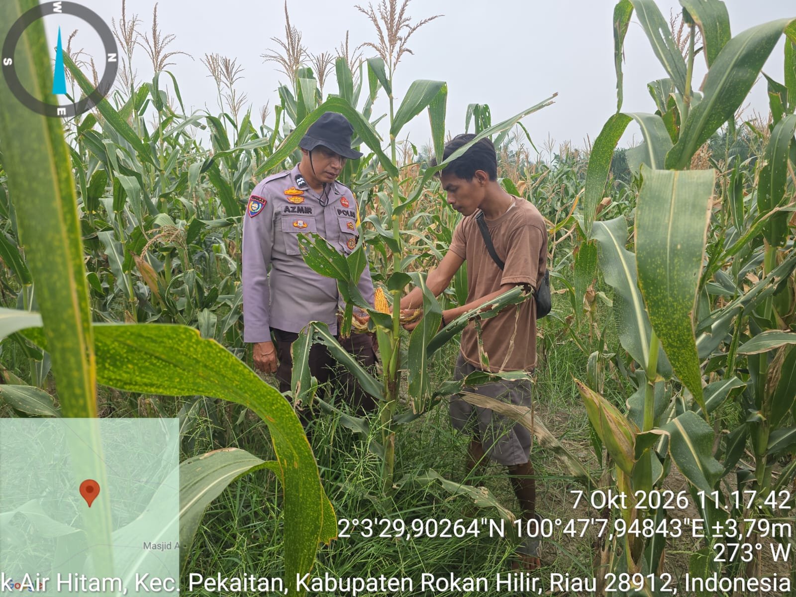 Bhabinkamtibmas Polsek Bangko Turun Langsung Cek perkembangan Jagung